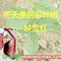 冬紅黃楊