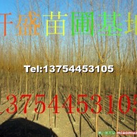 金絲垂柳冠幅