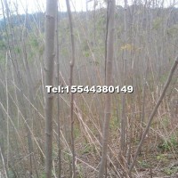 合歡樹