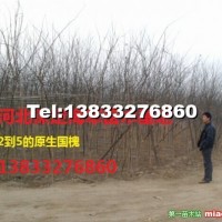 老式國槐