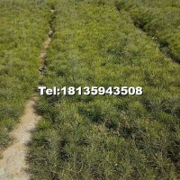 白皮松小苗
