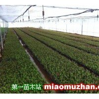 紅火箭紫薇