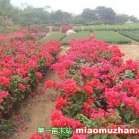 三角梅