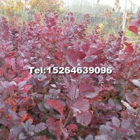 紅櫨