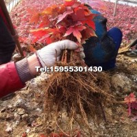 美國紅楓