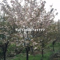 櫻花