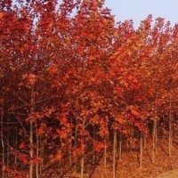美國紅楓