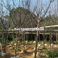 福建山櫻花袋苗