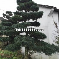 造型五針?biāo)?/></a>
<div><a href=
