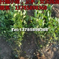 深州市北四王出售60公分衛(wèi)矛