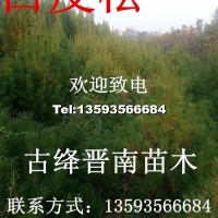 國槐