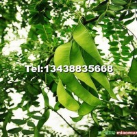 皂角樹(shù)苗