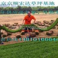 高羊茅