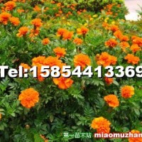 孔雀草