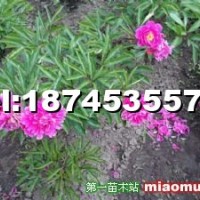 芍藥