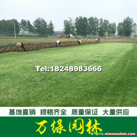 馬尼拉草坪
