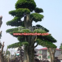 造型榆樹