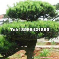 羅漢松
