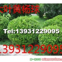 黃楊球