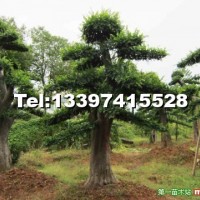 造型榆樹