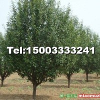 八棱海棠樹(shù)