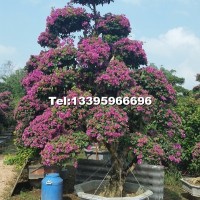 紫花造型三角梅