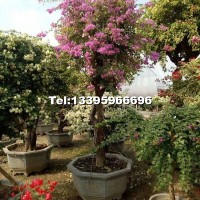 花葉自然形三角梅