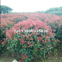 紅葉石楠球