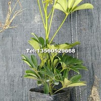 七斤袋鵝掌柴