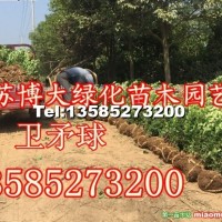 衛(wèi)矛球