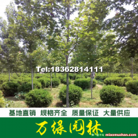 瓜子黃楊球