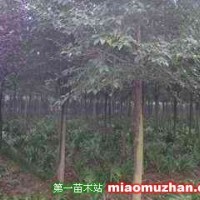 櫸樹