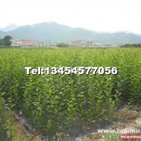 紫薇小苗