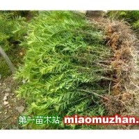 南方紅豆杉小苗
