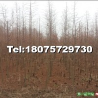 水杉苗