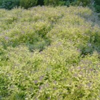 繡線菊