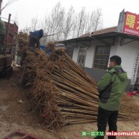 法桐苗