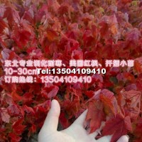 美國紅楓秋火焰小苗