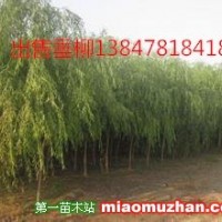 垂柳