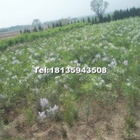 丁香小苗