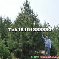 白皮松