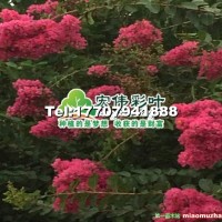超級(jí)速生玫紅紫薇