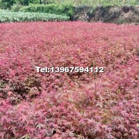 籽播小紅楓當(dāng)年苗