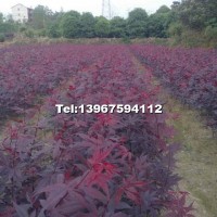 當年小紅楓