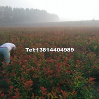 紅葉石楠