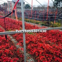 美國紅楓小苗