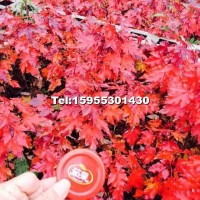 美國紅楓