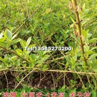 連翹