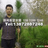 濕地松營養(yǎng)杯苗