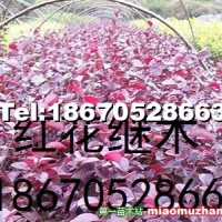 紅花繼木